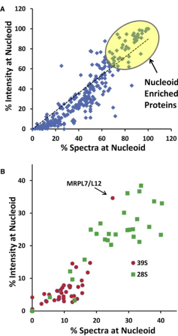 Table 1. Nucleoid-Enriched Proteins with Roles in Replication, Transcription, and RNA Processing