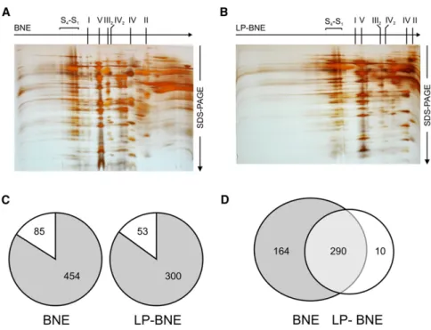 Figure 1. Separation of Mitochondrial Complexes by 2D BNE/SDS-PAGE and Assignment of Identified Proteins