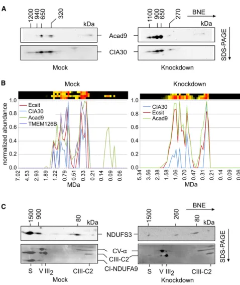 Figure 5. Effect of TMEM126B Knockdown on the Other Assembly Factors of the MCIA Complex