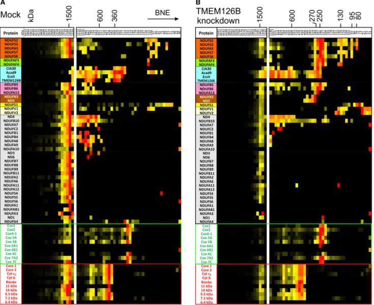 Figure 6. Respiratory Chain Complexes, Complex I Assembly Intermediates, and Assembly Factors in Mitochondria
