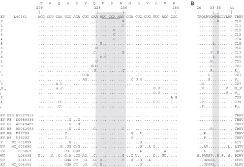 Figure 3. Site-directed mutagenesis of SL6. Nucleotide (produced from the infectious clone of TBEV