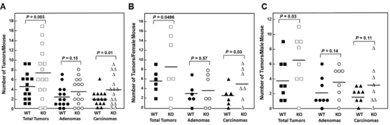 Figure 4: FGF15 deficiency promotes colon neoplasia.   (A) Numbers of overall tumors, adenomas, and adenocarcinomas in 