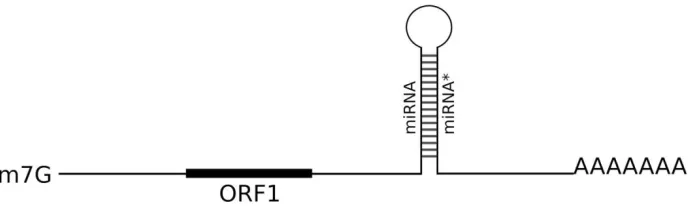 Figure 1: Schematic representation of pri-miRNA encoding miPEP microprotein upstream of the pre-miRNA stem-loop structure