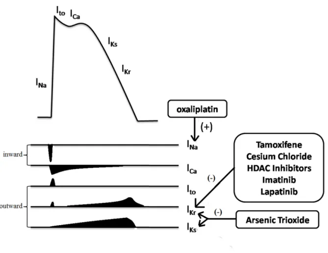 Figure 3: Multiple ion currents involved in the myocardial action potential.  Among them, I Kr  (HERG) is the most common  target for anticancer drugs induced QT prolongation