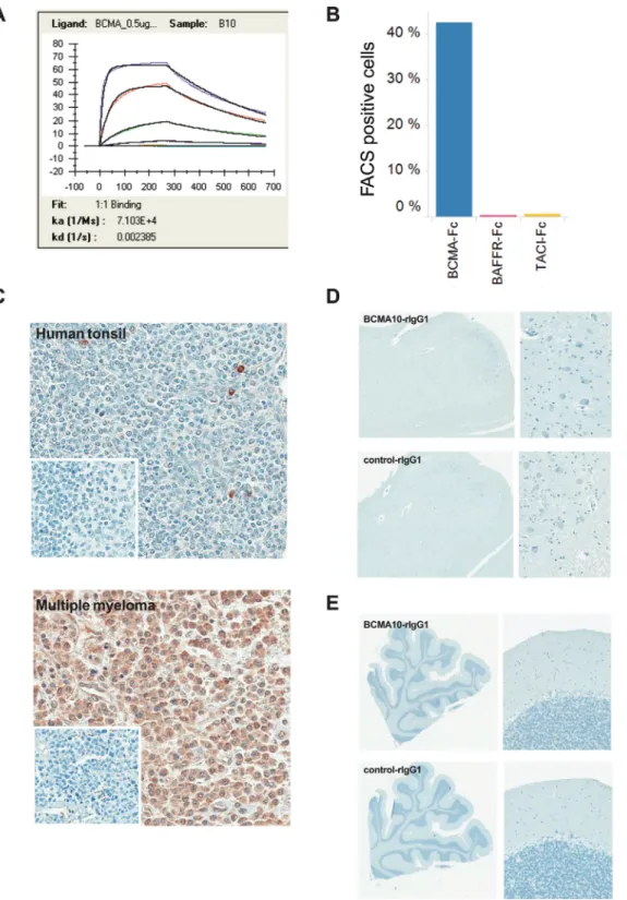 Figure  5:  Evaluation  of  binding  specificity  and  affinity  of  the  clone  10  scFv