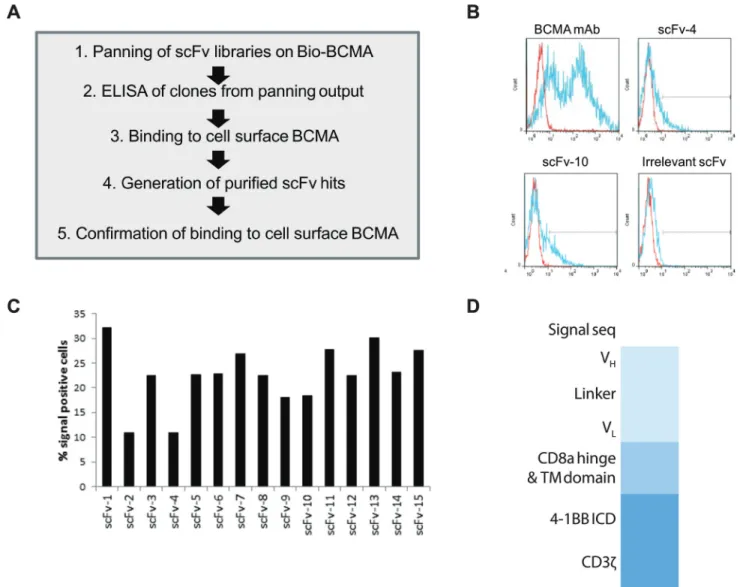 Figure 3: Identification of ScFv clones from human B cell antibody libraries that bind to cell surface-expressed  BCMA