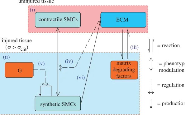 Figure 1. A system diagram of the components (in boxes) and processes (arrows) involved in themodel of smooth muscle cell behaviour