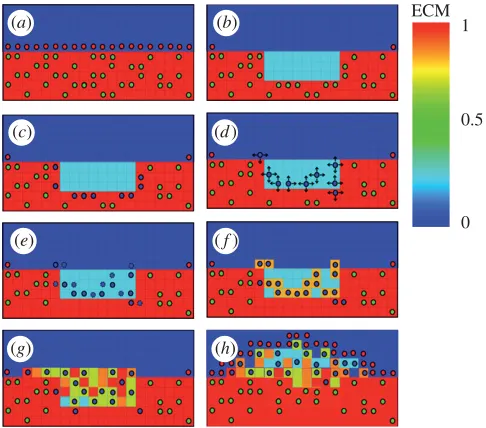 Figure 3. Finite element mesh of the unexpanded stent (a) and after expansion in a cylindricalartery (b)