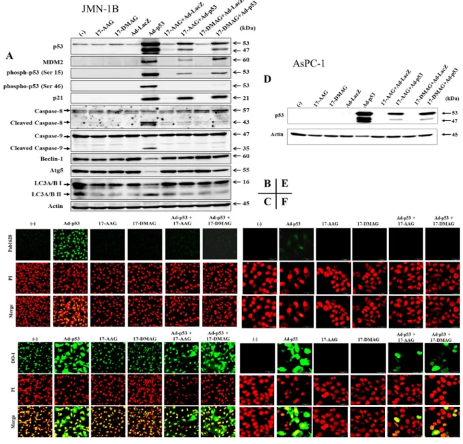 Figure 2: Expression of molecules involved in the p53 and autophagy pathways.  (A, D) JMN-1B (A) or AsPC-1 (D) cells  were treated with 17-AAG (1 µM), 17-DMAG (0.1 µM), Ad-p53 (3 × 10 4  vp/cell), Ad-LacZ (3 × 10 4  vp/cell) or combination as indicated  fo