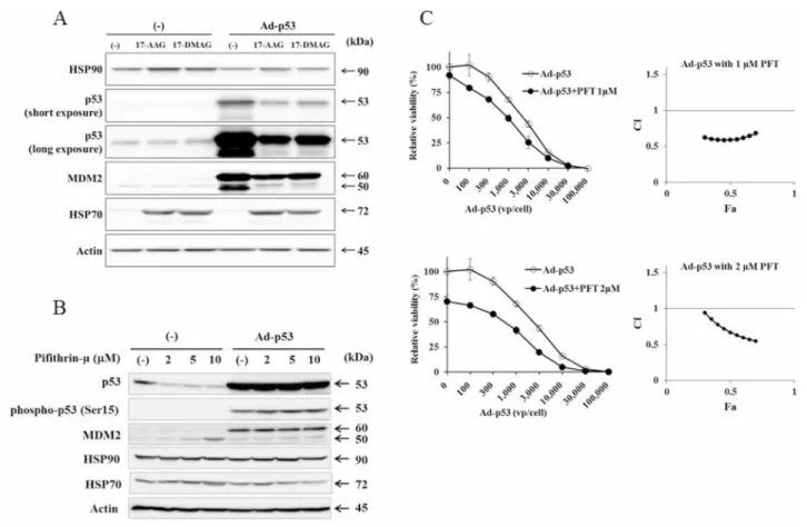 Figure 4: HSP70 was not involved in HSP90 inhibitors-mediated p53 suppression.  (A) Expression of HSP70 and HSP90 in  JMN-1B cells that were untreated or treated with Ad-p53 (3 × 10 4  vp/cell) and with 17-AAG (1 µM) or 17-DMAG (0.1 µM) for 48 hours  was a
