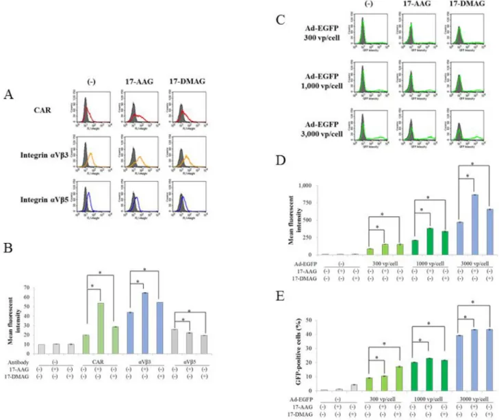Figure 5: Influence of HSP90 inhibitors on Ad-mediated gene transfer.  (A) Representative flow cytometric profiles of CAR,  integrin αVβ3 and αVβ5 molecules on JMN-1B cells which were untreated or treated with 17-AAG (1 µM) or 17-DMAG (0.1 µM) for  48 hour