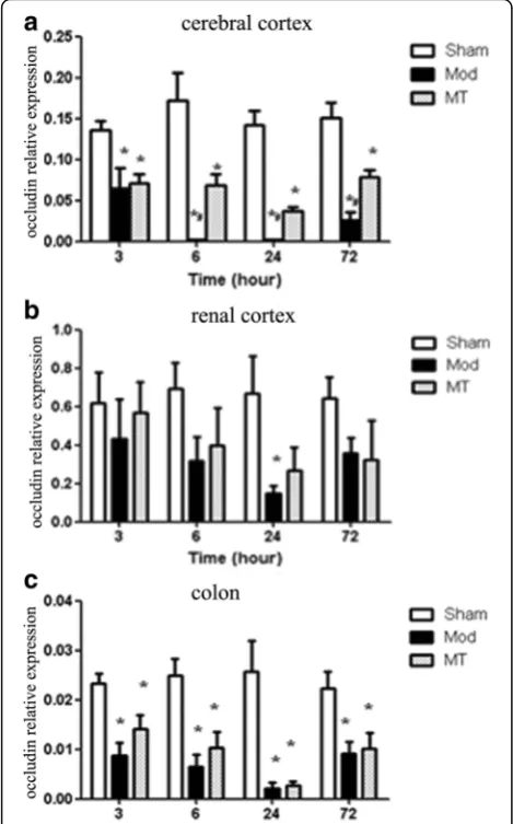 Fig. 10 Real time-qPCR for occluding in the cerebral cortex (occluding mRNA expression in the cerebral cortex, renal cortex andcolon, which could be significantly increased by melatonin treatment.cortex (a), renalb) and colon (c)