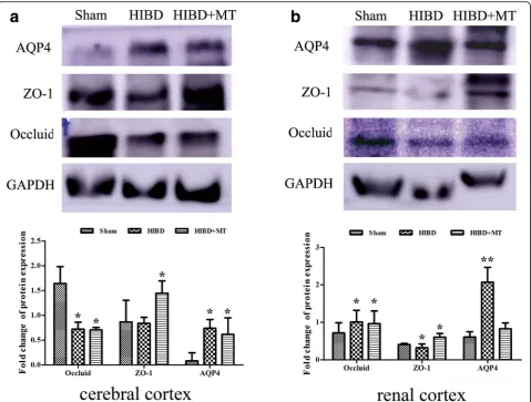 Fig. 11 Western blot of the APQ-4, ZO-1, and occludin inthe cerebral cortex, renal cortex