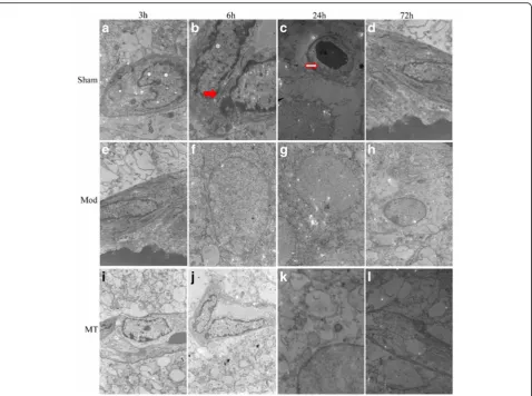 Fig. 5 Cerebral glial cells and capillaries assessed via a transmission electron microscope