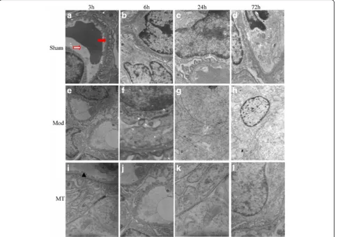 Fig. 6 Glomerular filtration barriers assessed via a transmission electron microscope