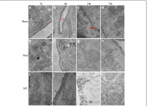 Fig. 7 Colon epithelial cells assessed via atransmission electron microscope. HIBD could result in edematous changes in the matrix, cristae in themitochondria, the sparse distributed swelled microvilli, the vague epithelial cell organelles, remarkable decr