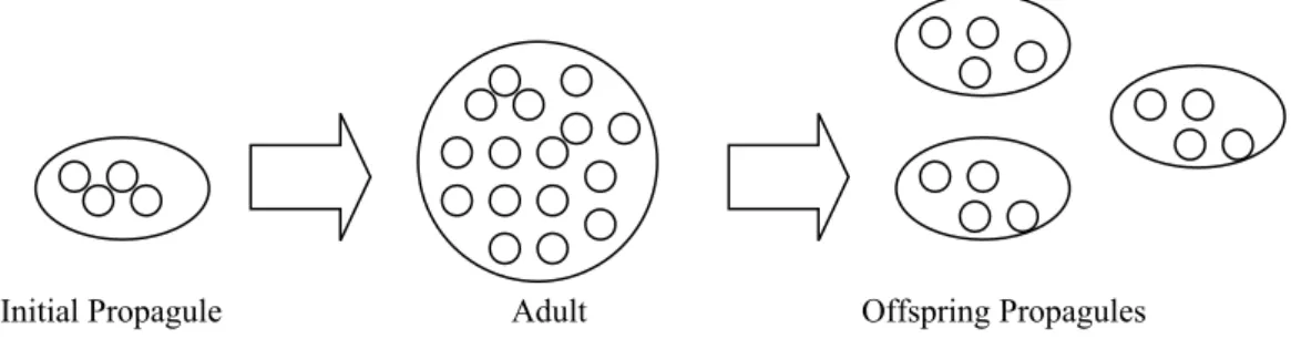 Figure 2: Model for the Evolution of Multi-cellularity; N=4