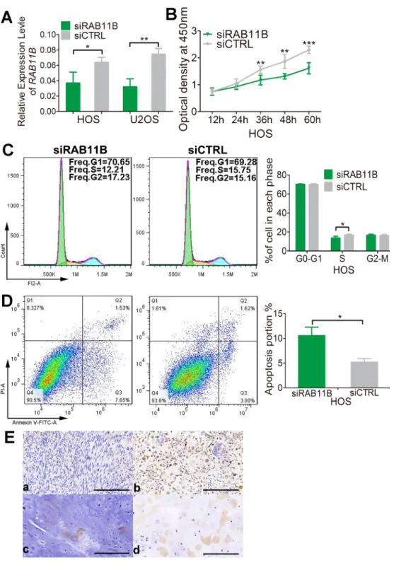Figure 9: RAB11B promotes osteosarcoma progression.  (A) qRT-PCR analysis of RAB11B in HOS cells and U2OS cells with  disrupted RAB11B or not