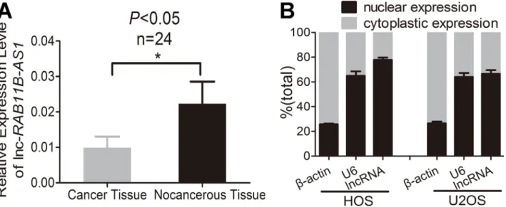 Figure 1: Osteosarcoma tissues exhibits lower lnc-RAB11B-AS1 expression.  (A) Expression of lnc-RAB11B-AS1 in  osteosarcoma tissues (n = 24) compared with the paired non-neoplastic tissues (n = 24)