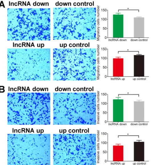 Figure 3: lnc-RAB11B-AS1 impairs migration and invasion of HOS cells.   (A) Migration assay of HOS cells with up-regulated  or down-regulated lnc-RAB11B-AS1