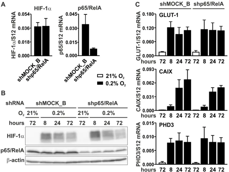 Figure 5: HIF signaling in p65/RelA knock-down cells.  A. RT-qPCR analysis of HIF-1α and p65/RelA mRNA in MC-38 cells  stably transfected with shp65/RelA or shMOCK_B negative control constructs