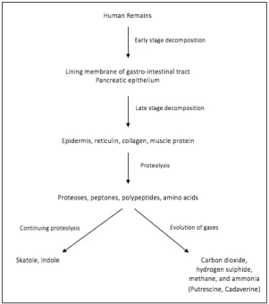 Figure  3.2.  Overview  of  protein  degradation.  Source:  Dent,  Forbes  and  Stuart  2004