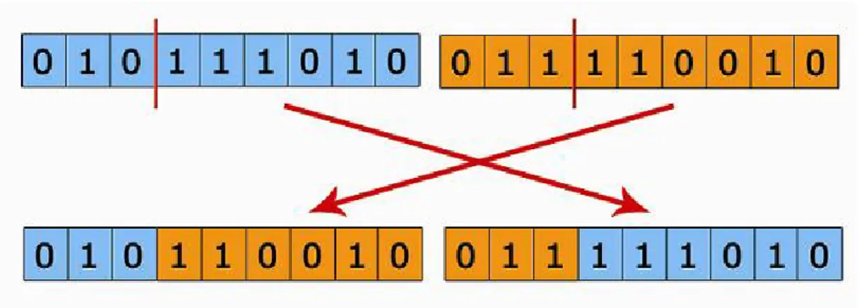Figure 2.2: Single Point Crossover