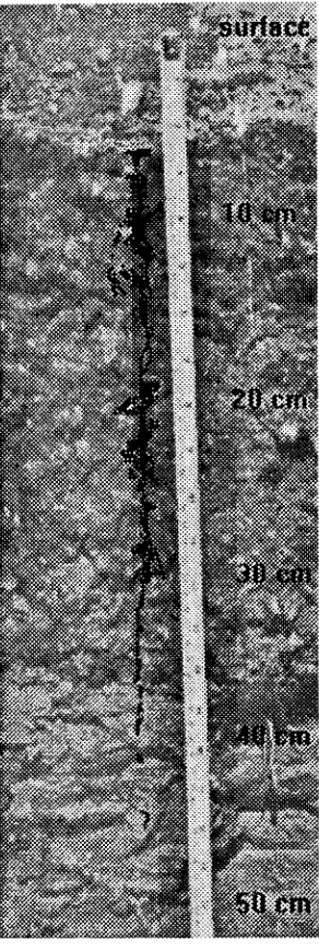 FIGURE 2. Horizontal view of alfalfa root with enhanced, blackened, images of thedye stains marking the macropore faces