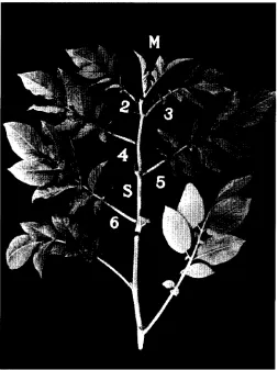 FIG. 1. Identification of plant part for each petiole position and upper-stem sample. (M =terminal meristem; S = upper-stem; 2 - 6 petiole position).