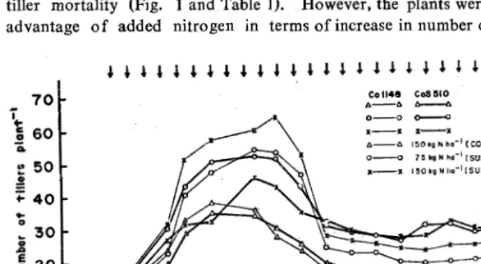 Fig. 1. Influence of split application of nitrogen on tillering in sugarcan cultivars
