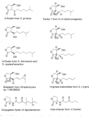 Figure  1-8  Structure of autoregulatory factors having a γ-butyrolactone ring from various bacteria 143 