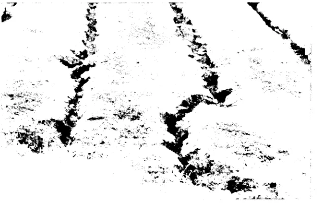 Figure 12.1. Erosion near the inlet ends of irrigation furrows.