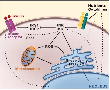 Figure 1.7.1 Cross talk between ER, inflammatory cytokines and Insulin Receptor. Adaptedfrom (Hotamisligil, 2010)