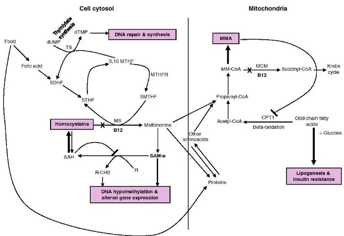 Figure 1.10: Pathways that involve vitamin B12 and the suggested mechanism of increased adiposity and insulin resistance