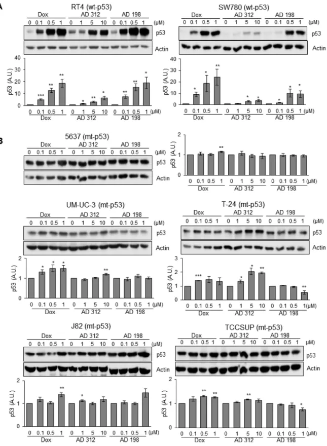 Figure 2: Dox, AD 312, and AD 198 treatments increased p53 protein expression in wt-p53 bladder TCC cells
