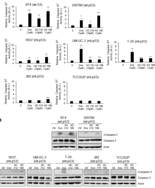 Figure 3: Dox, AD 312, and AD 198 treatments increased caspase-3/7 activity and cleaved caspase-3 protein expression  in wt-p53 bladder TCC cells