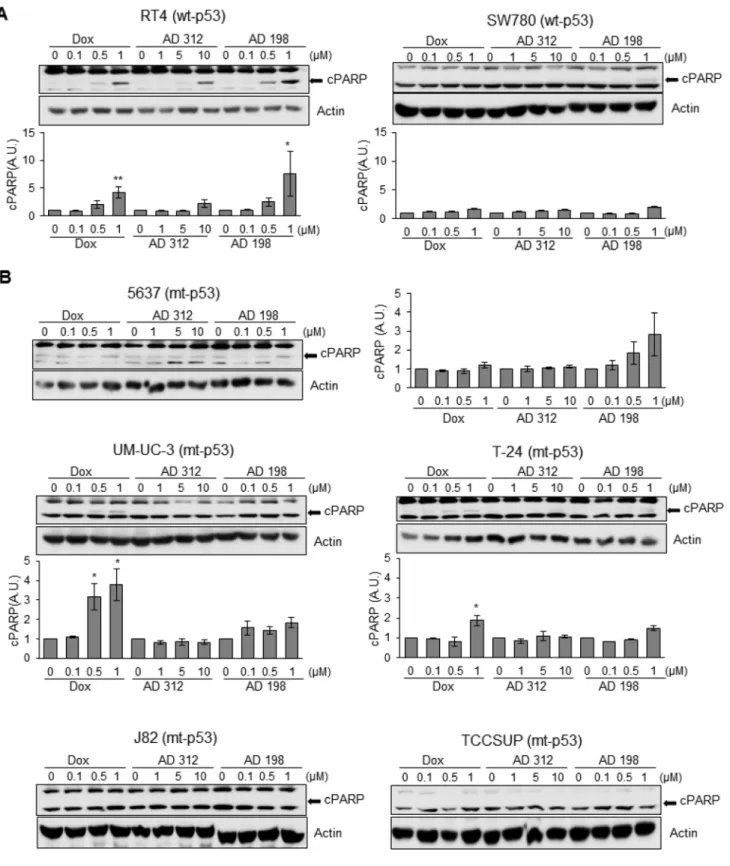 Figure 4: Dox, AD 312, and AD 198 treatments increased cleaved PARP (cPARP) in wt-p53 bladder TCC cells