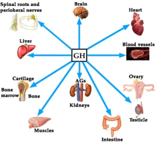 Figure 1. Growth hormone (GH) is a pleiotropic hormone acting on many tissues and organs in the  human organism