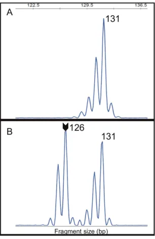 Figure 3:﻿  (A) The allele 131 of HSP110 (T17) marker was the most observed in 54.7% (234/428) of analyzed alleles from healthy  individuals blood DNA
