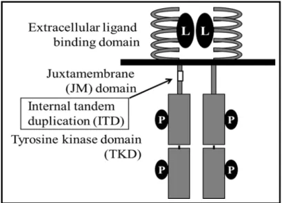 Figure 1. Structural schematic diagram of FLT3ITD. FLT3 receptor monomer is composed  of an extracellular ligand binding domain, a trans-membrane domain, a juxtamembrane (JM)  domain, and a tyrosine kinase domain (TKD)
