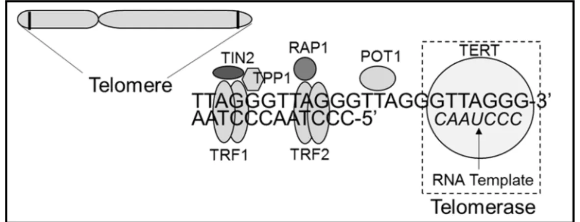 Figure  2.  Structural  schematic  diagram  of  telomere  and  telomerase.  Human  telomeres  locate at the termini of chromosomes, which contain tandemly repeated TTAGGG sequences