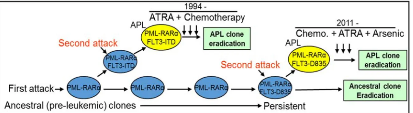 Figure 5. Potential APL clonal evolution in the APL patient. ATRA: all-trans-retinoic acid
