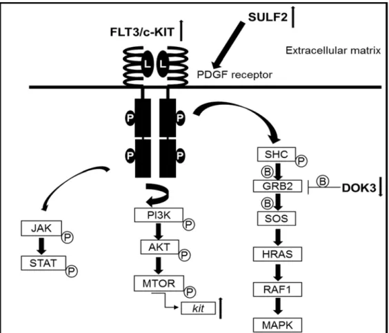 Figure  7.  TERT  stimulation  of  the  FLT3  downstream  effectors  and  alternative  TK  pathways in the presence of PKC412