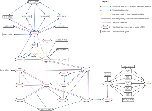 Fig. 5. Significant flowering genes and their regulatory connections in barley (Plants effects, were based direct (physical) and indirect (functional) associations from computational prediction and knowledge transfer between organisms, as implemented in ST