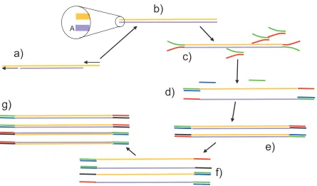 Figure 1-3Processing and amplification of DNA fragments for use in the Illumina sequencer.a) Double stranded DNA fragments are repaired by extending 3’ excessive ends and digesting 3’protruding ends