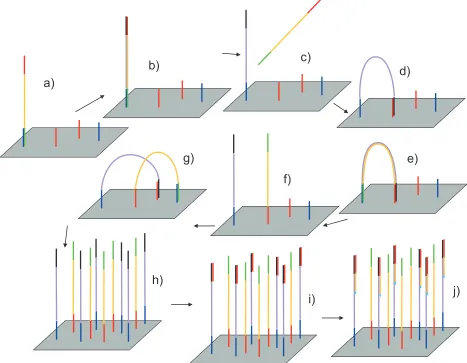 Figure 1-4Amplification and sequencing of fragments on the flow cell.the DNA is denatured and run over the flow cell which is covered with a lawn of primers (red and blue)corresponding to the sequence of one the two adaptors and the complement of the other