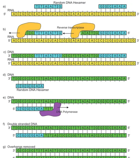 Figure 1-7RNA fragment is converted to a slightly shorter double stranded DNA fragment