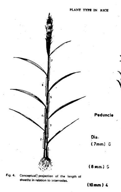 Fig. 4.   Conceptual) projection of the length of sheaths in relation to internodes. 