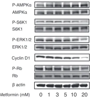Fig.  2 　Western blotting for MAPK·AMPK·mTOR  signaling pathways and cell cycle proteins showing the  dose-dependent change