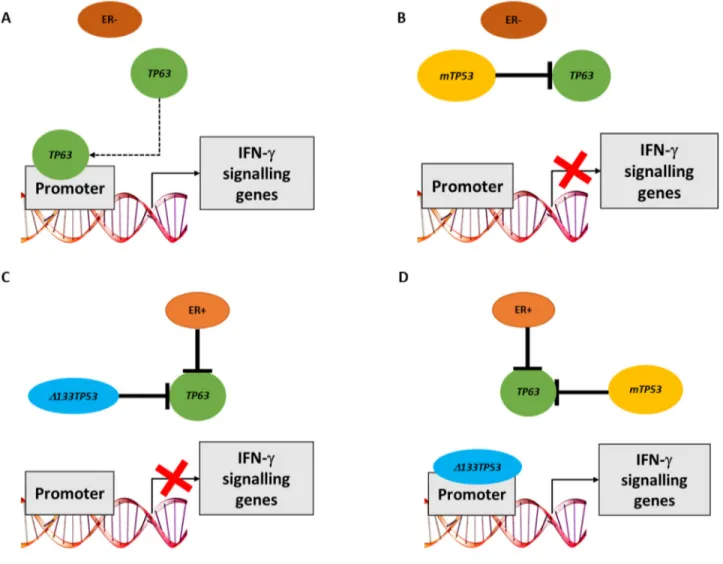Figure 7: Model of how either TP63 or Δ133TP53 may regulate expression of IFN-γ signalling genes in different breast  cancer subsets